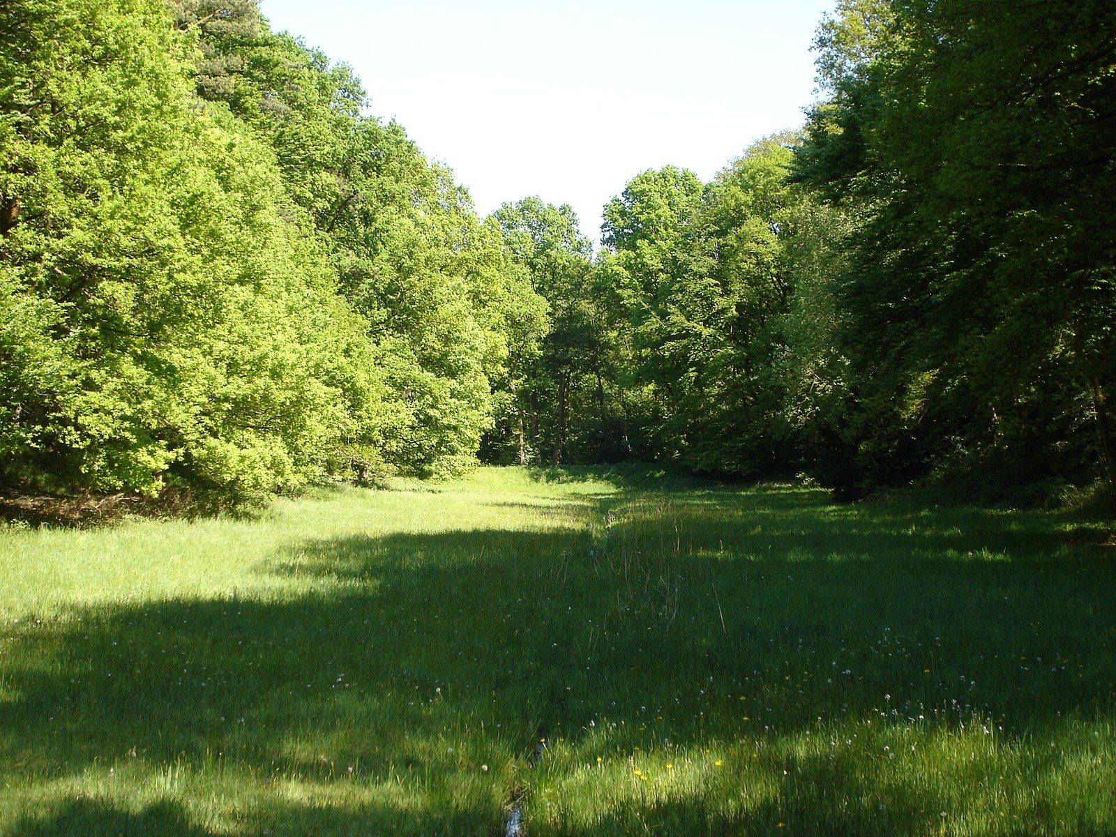 Die Schlenke auf dem Waldfriedhof Lauheide – Waldfriedhof Lauheide